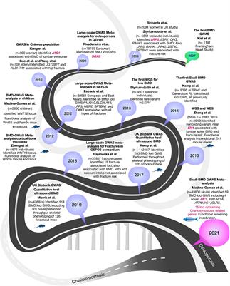 The genetic overlap between osteoporosis and craniosynostosis